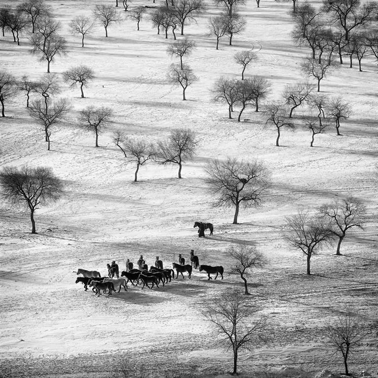 Leif Alveen – Horses and Trees 127 – Photo Travel